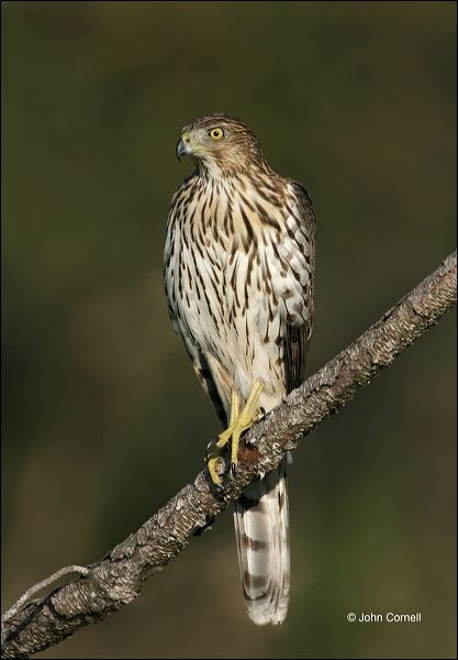 Cooper's Hawk;Hawk;Acipiter cooperii;one animal;color image;nobody;photography;day;outdoors. Wildlife;birds;animals in the wild;Coopers Hawk;Birds of Prey;Curved Beak;Hunter;Hunters;Predator;Predatory;Talon;Talons;Raptor;Raptors;close-up;avifauna;feathered;feathers;wilderness;perch;perching;watch;watchful
